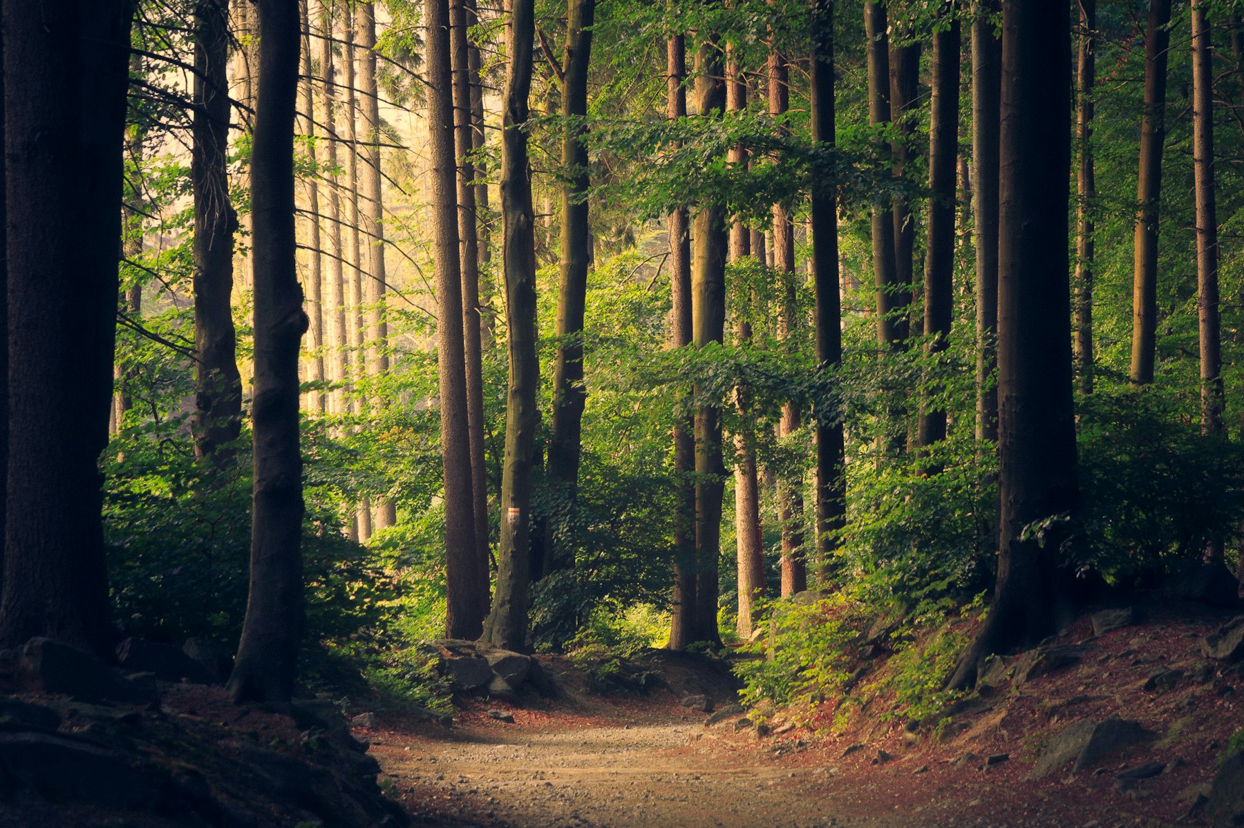 Sunlight through a forest